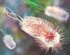 E-coli-bacterium E-coli-bacterium