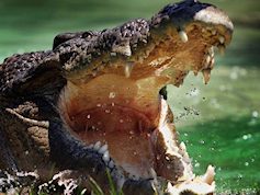 crocodile2 crocodile2